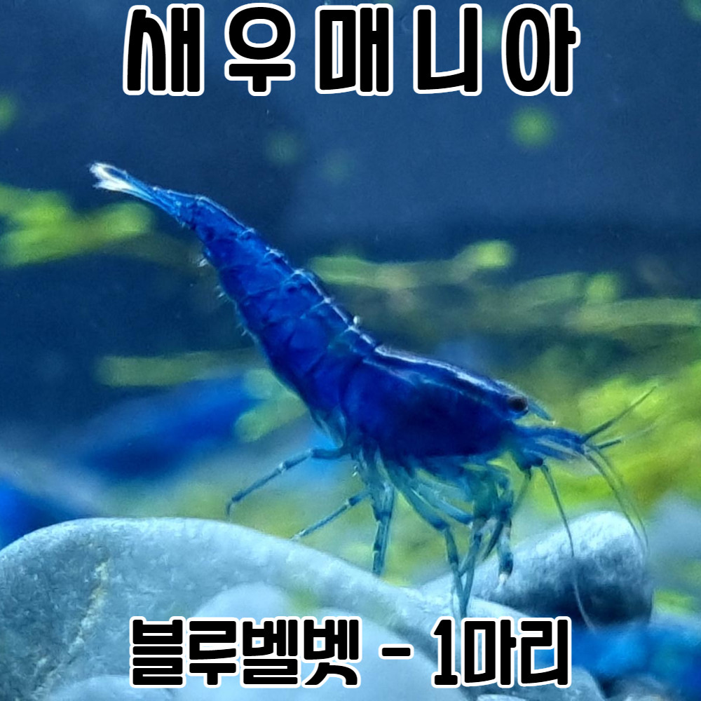 새우매니아 관상용새우 블루벨벳새우 1마리 / 생이 새우키우기 - 위시버킷