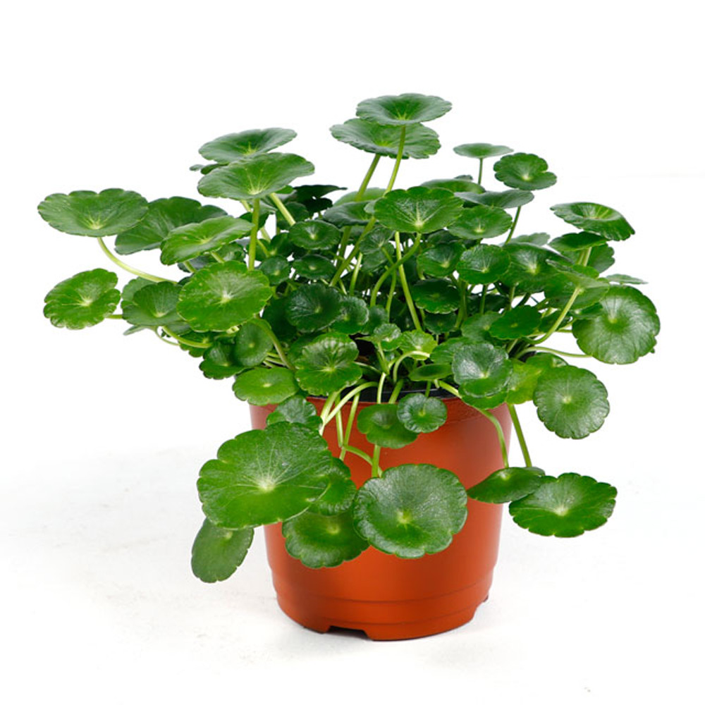 포르투나 [포르투나] 워터코인 수경재배 수경식물 관엽 공기정화식물 실내인테리어 소품 생화 화분 - 위시버킷