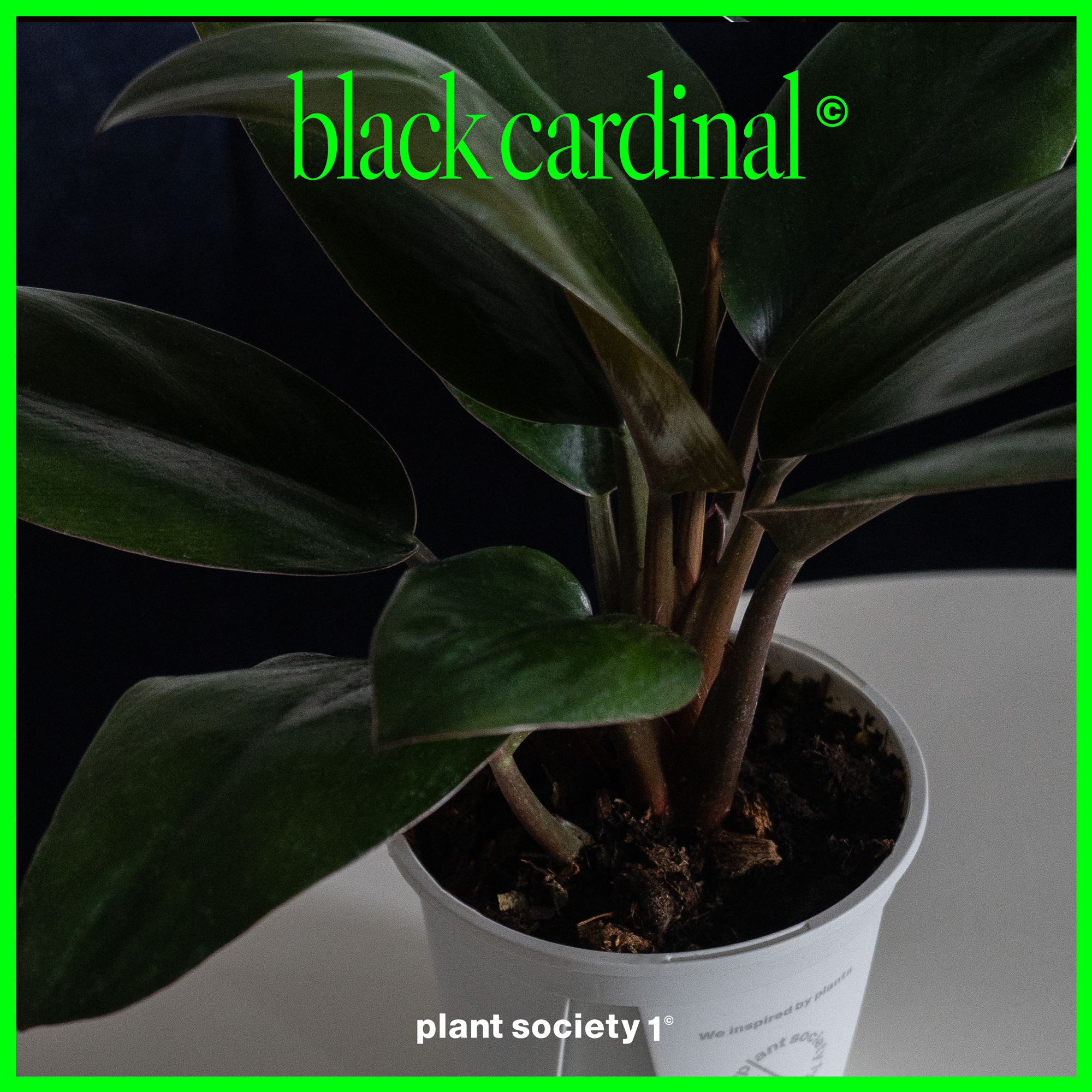 Plant Society 1 필로덴드론 블랙 카디널 - 위시버킷